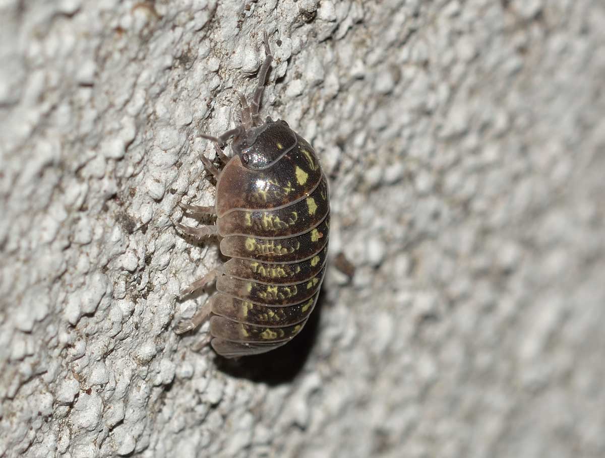 Armadillidium vulgare