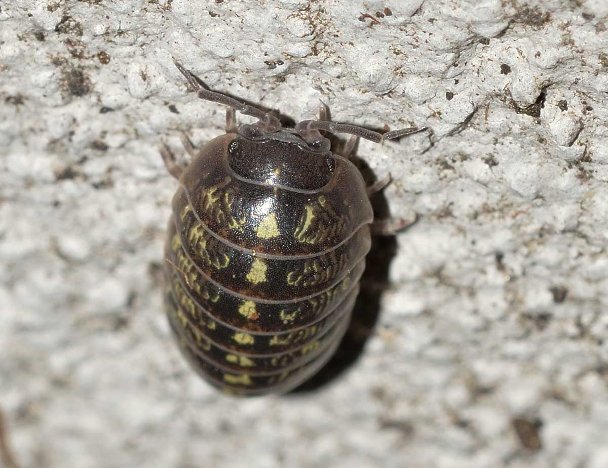 Armadillidium vulgare