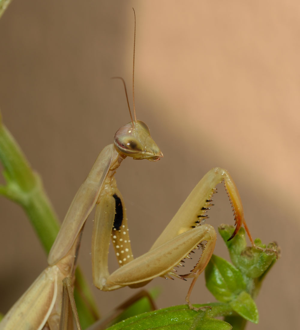 Mantis religiosa?  S, femmina