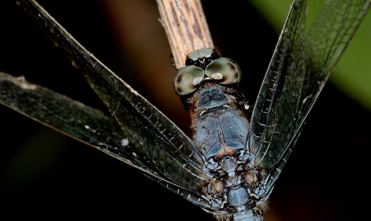 Orthetrum brunneum
