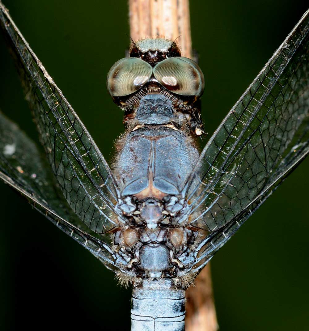 Orthetrum brunneum