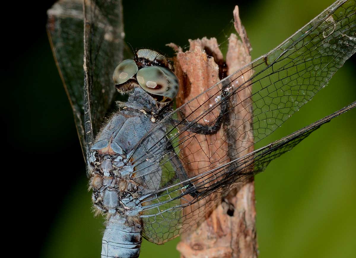 Orthetrum brunneum