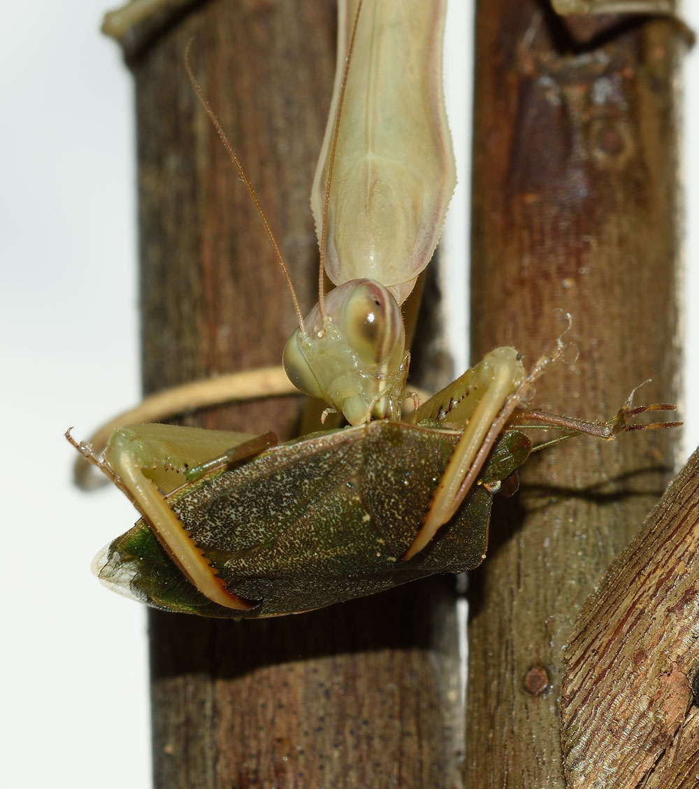 Mantis religiosa?  S, femmina