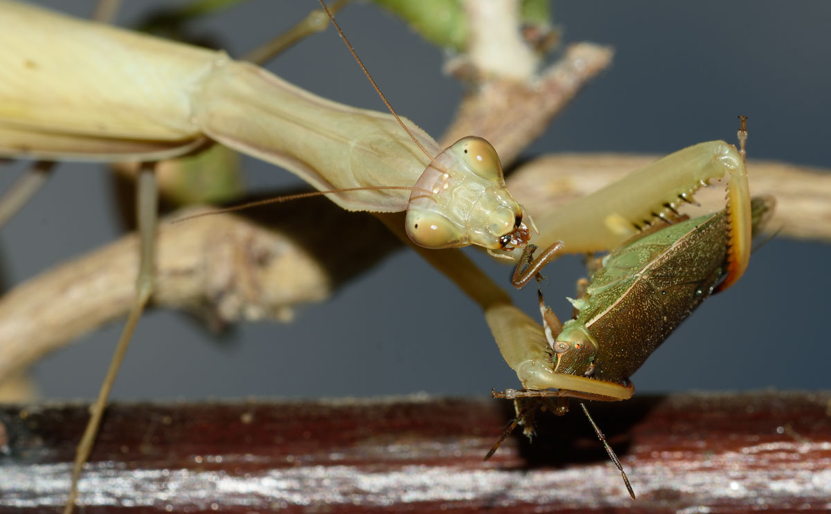 Mantis religiosa?  S, femmina