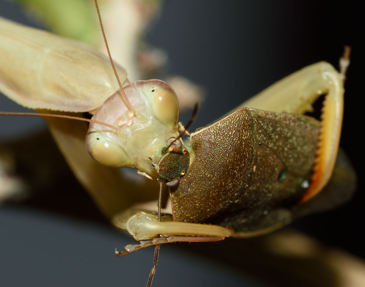 Mantis religiosa?  S, femmina