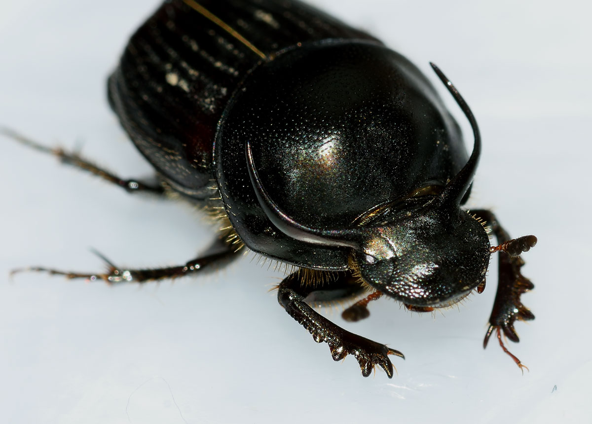 Onthophagus taurus, maschio, Scarabaeidae