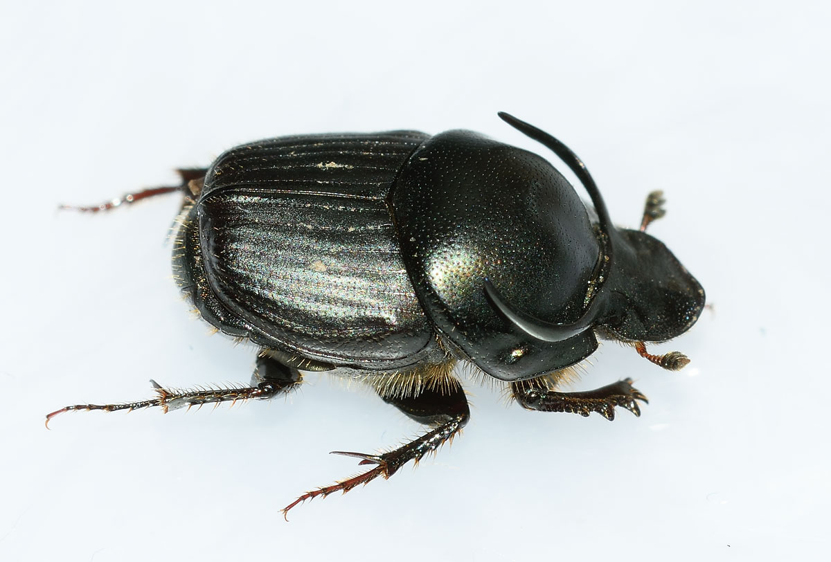 Onthophagus taurus, maschio, Scarabaeidae