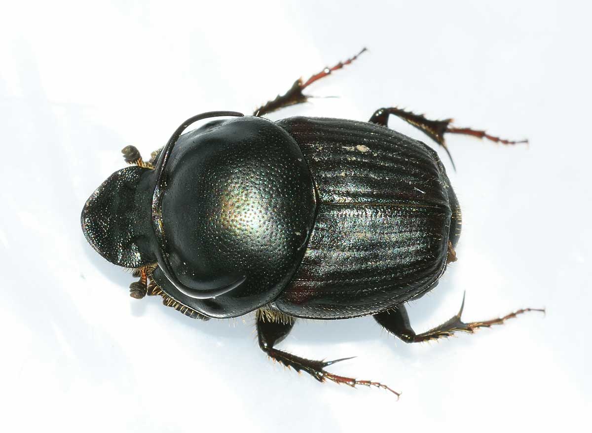 Onthophagus taurus, maschio, Scarabaeidae