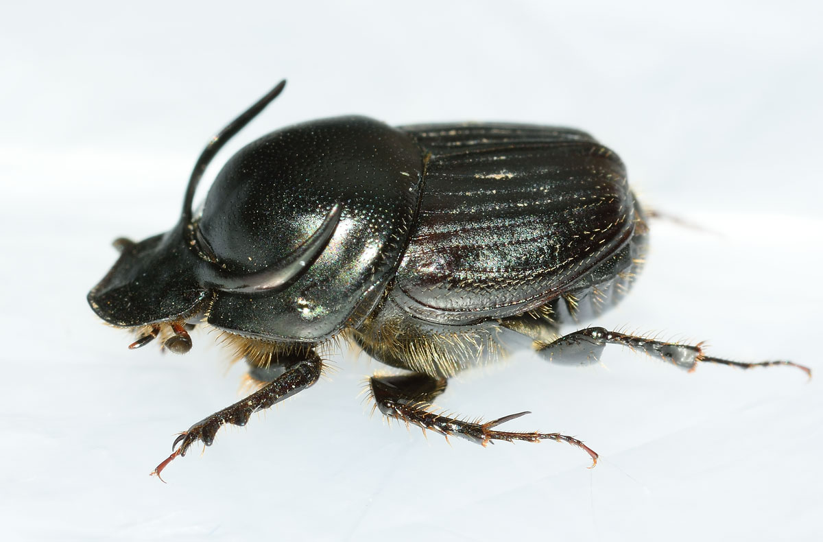 Onthophagus taurus, maschio, Scarabaeidae