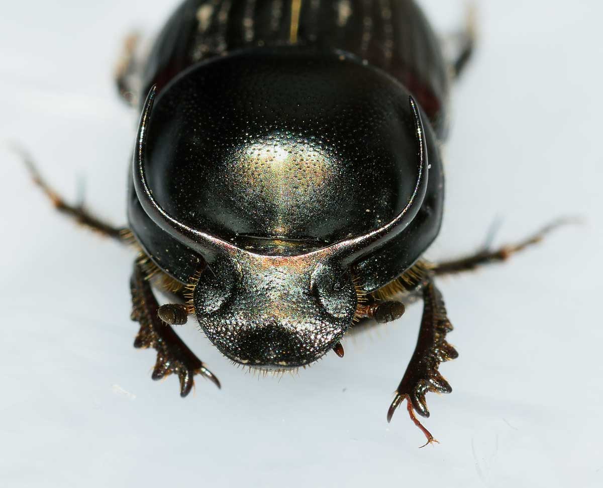 Onthophagus taurus, maschio, Scarabaeidae
