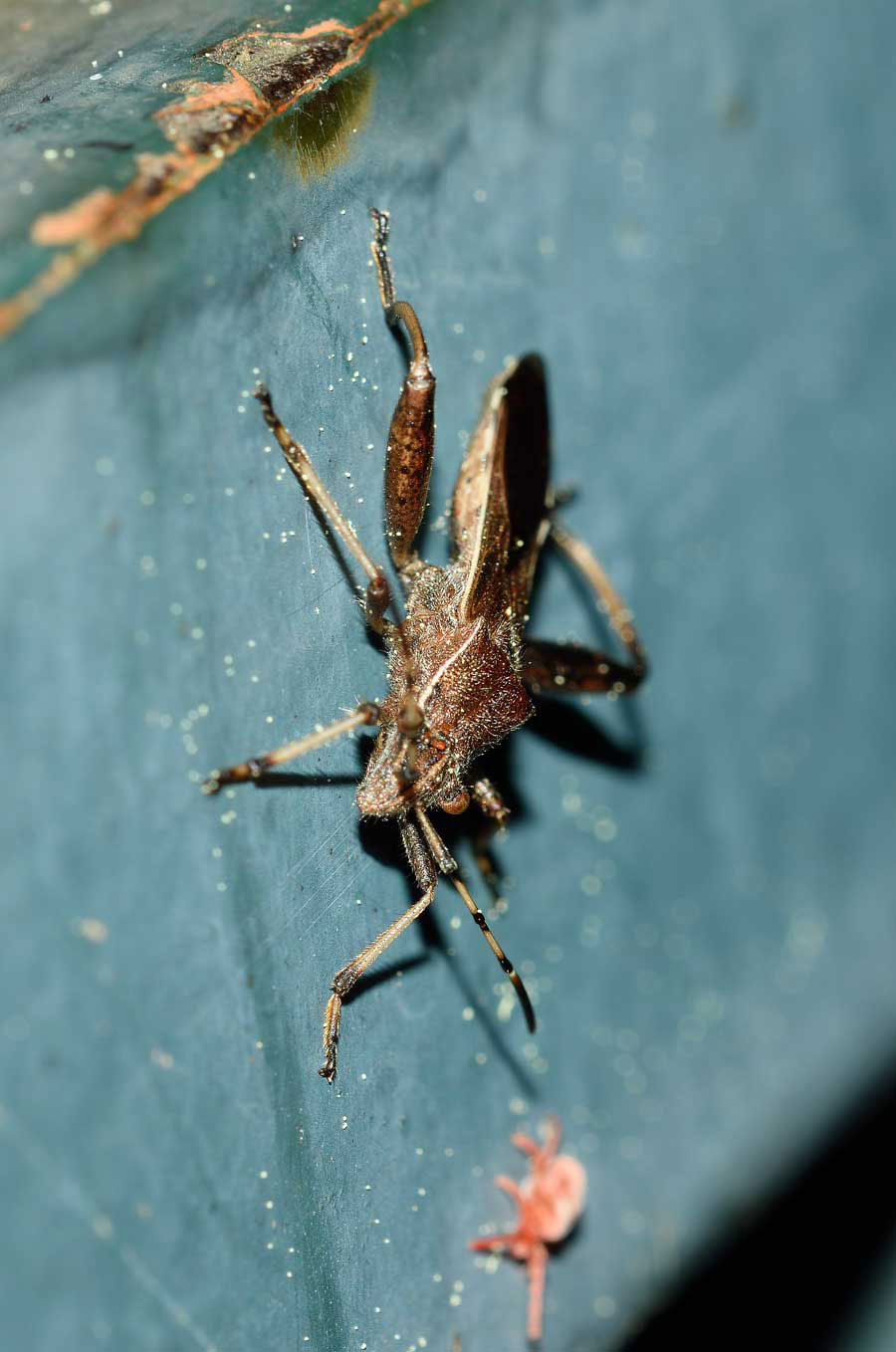 Alydidae: Camptopus lateralis