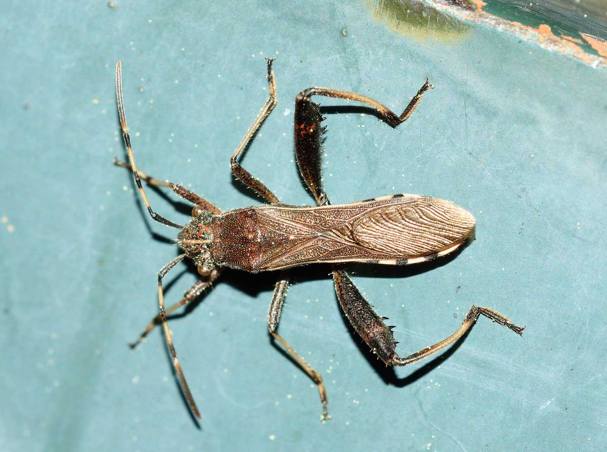 Alydidae: Camptopus lateralis