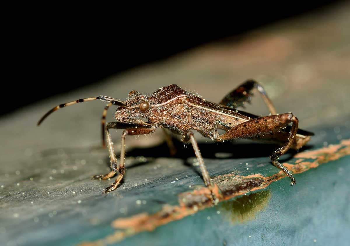Alydidae: Camptopus lateralis