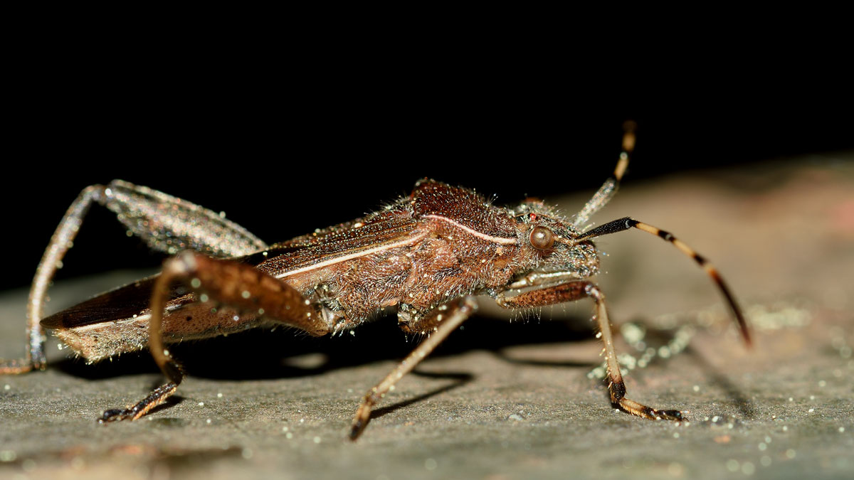 Alydidae: Camptopus lateralis