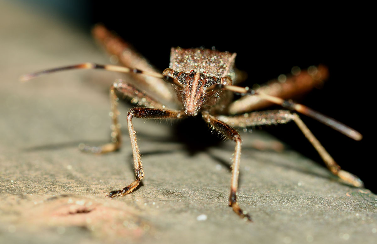 Alydidae: Camptopus lateralis