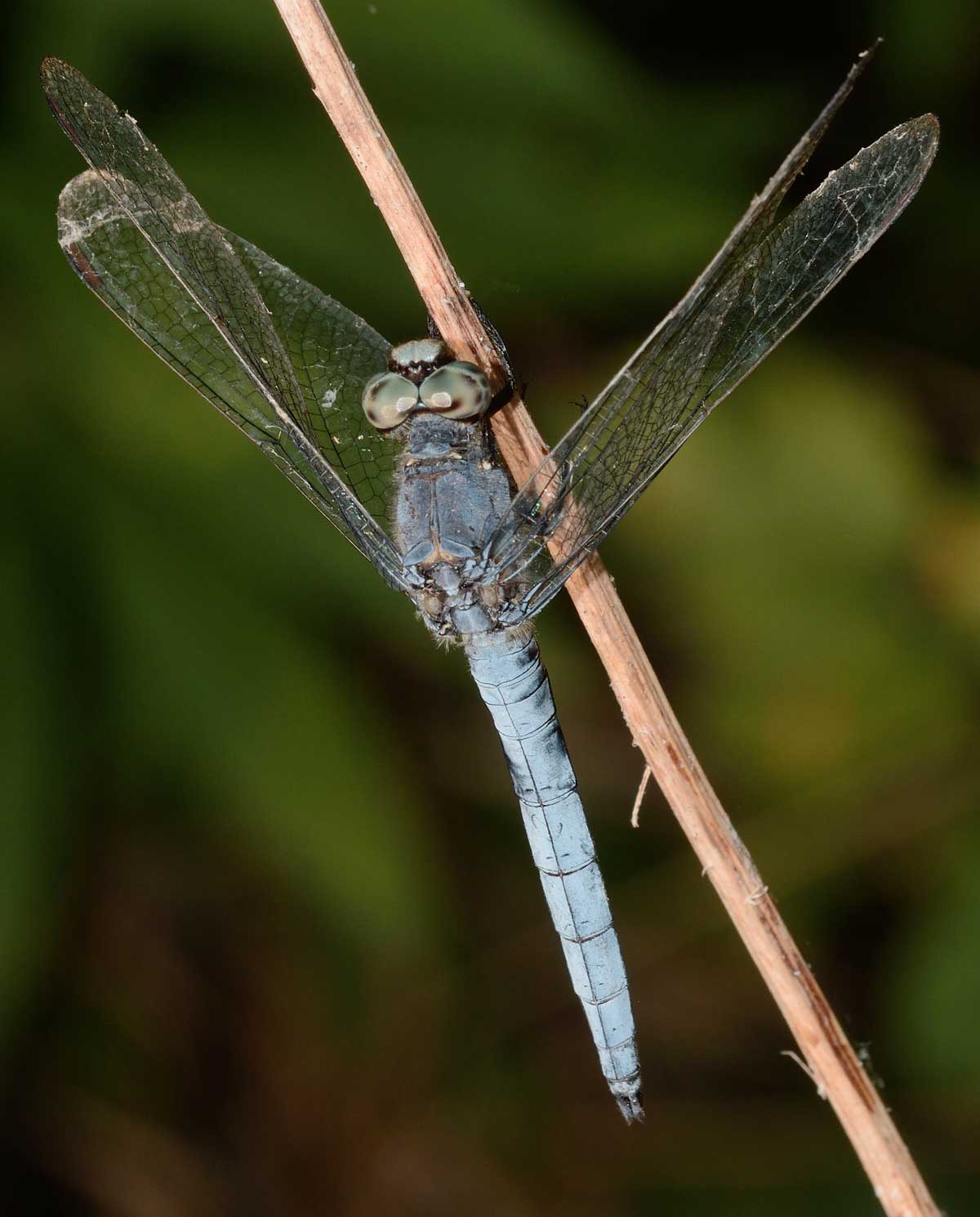 Orthetrum brunneum