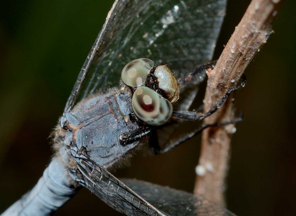 Orthetrum brunneum