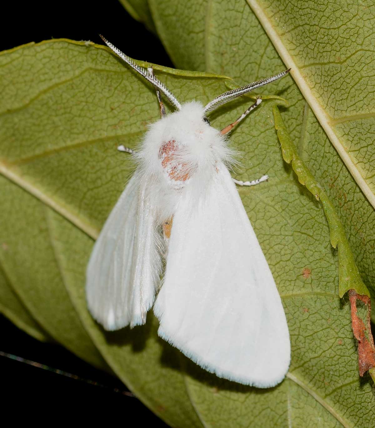 Da identificare - Hyphantria cunea