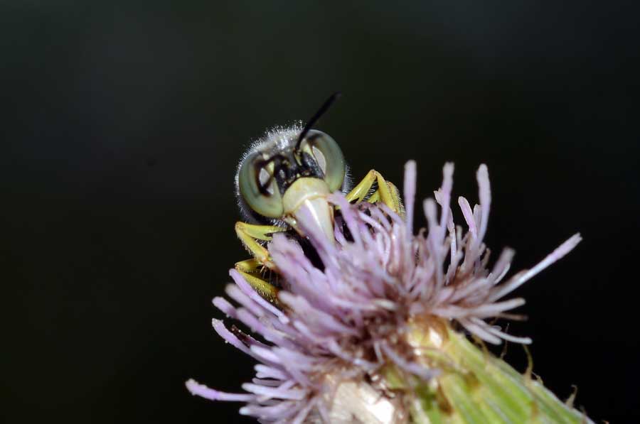 Bembix oculata, Crabronidae