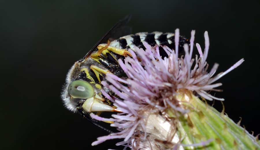 Bembix oculata, Crabronidae