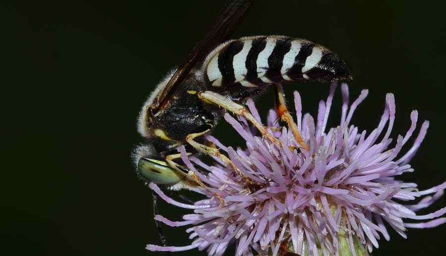 Bembix oculata, Crabronidae