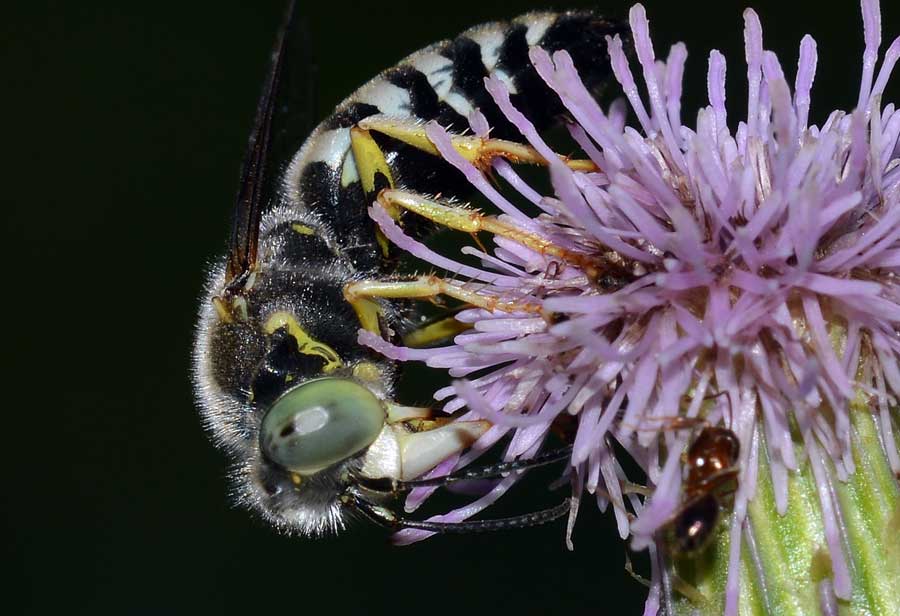 Bembix oculata, Crabronidae