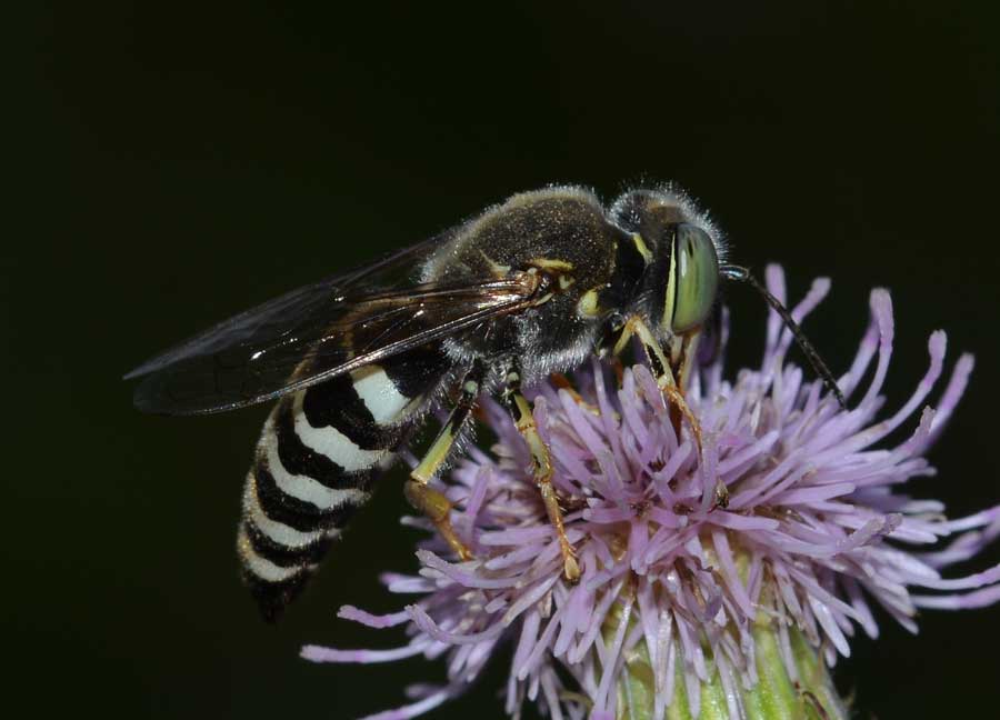 Bembix oculata, Crabronidae