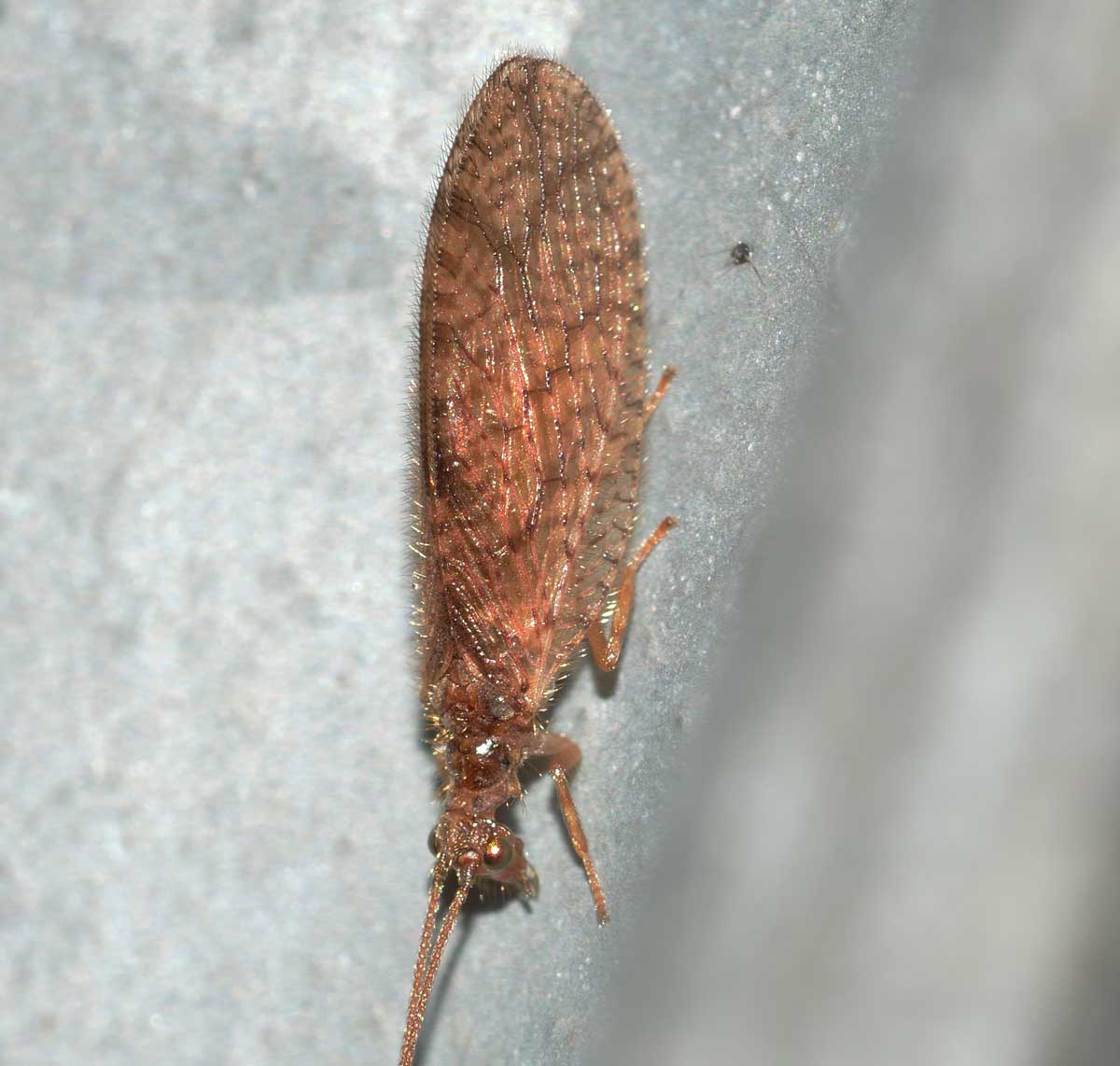 Micromus angulatus (Hemerobiidae)