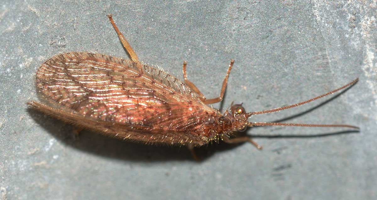 Micromus angulatus (Hemerobiidae)