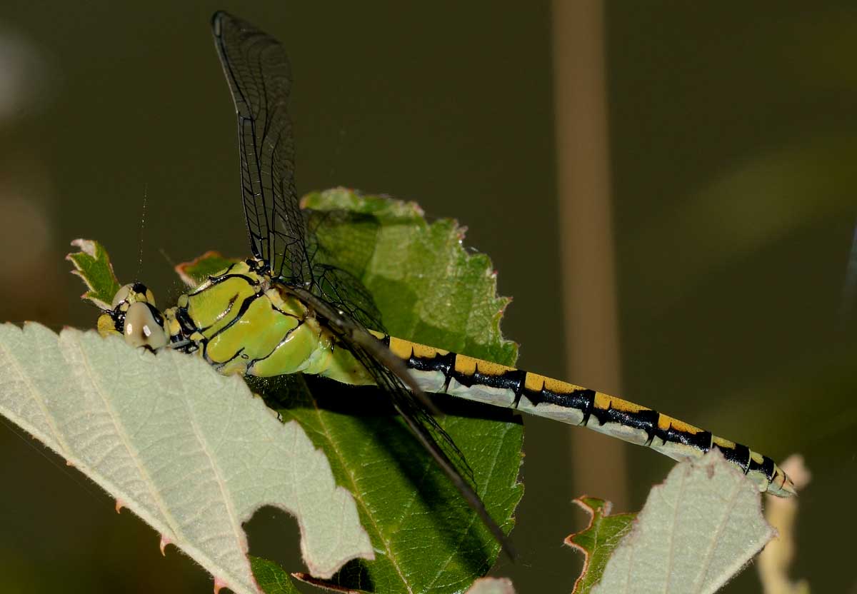 Ophiogomphus cecilia,   femmina
