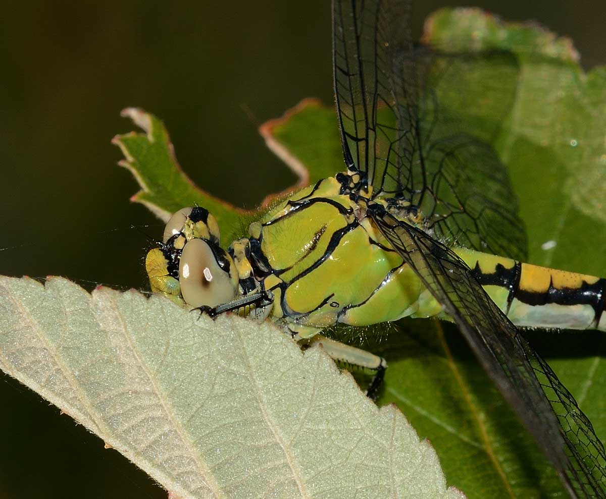 Ophiogomphus cecilia,   femmina