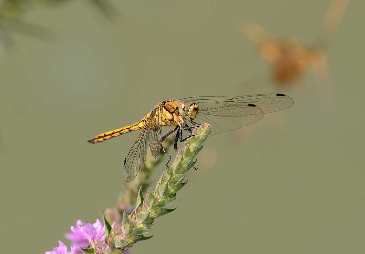 Orthetrum cancellatum,   maschio immaturo