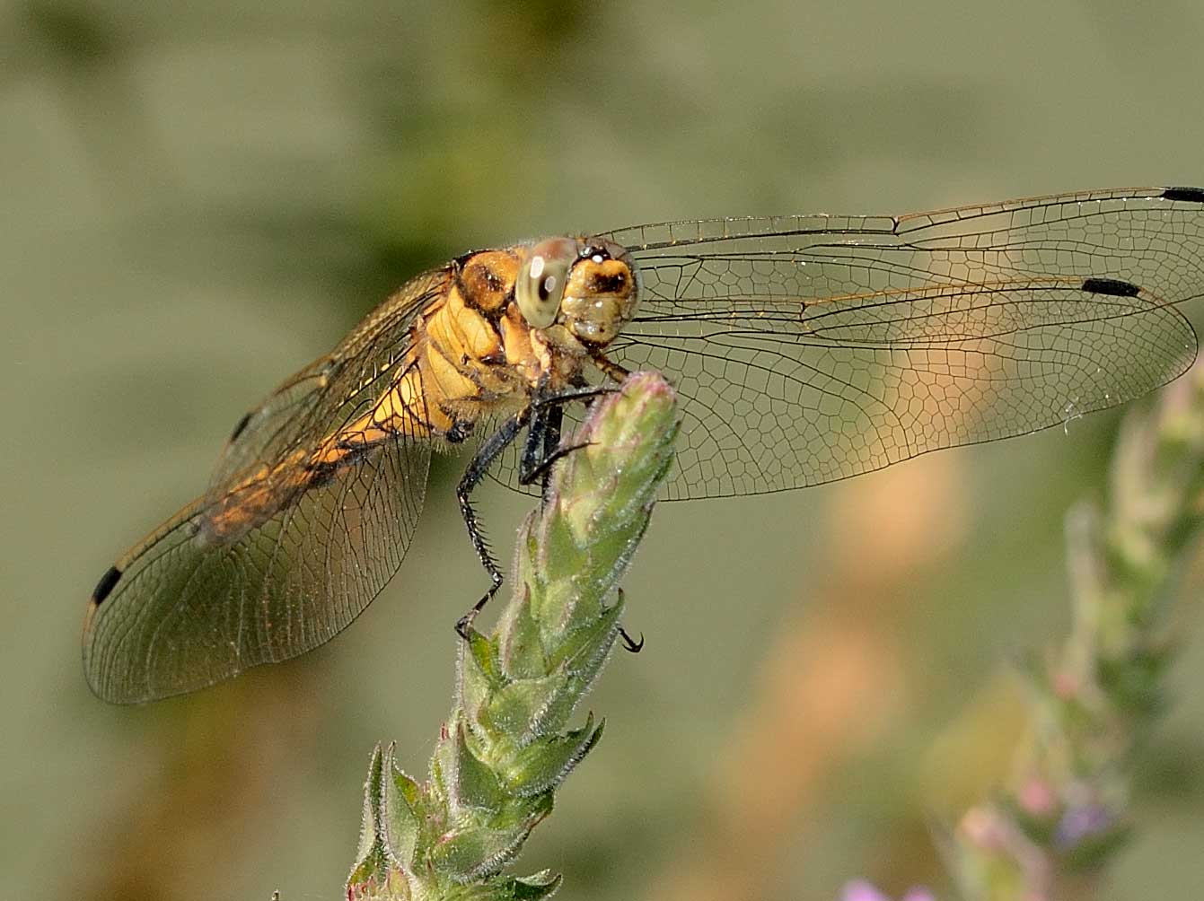 Orthetrum cancellatum,   maschio immaturo