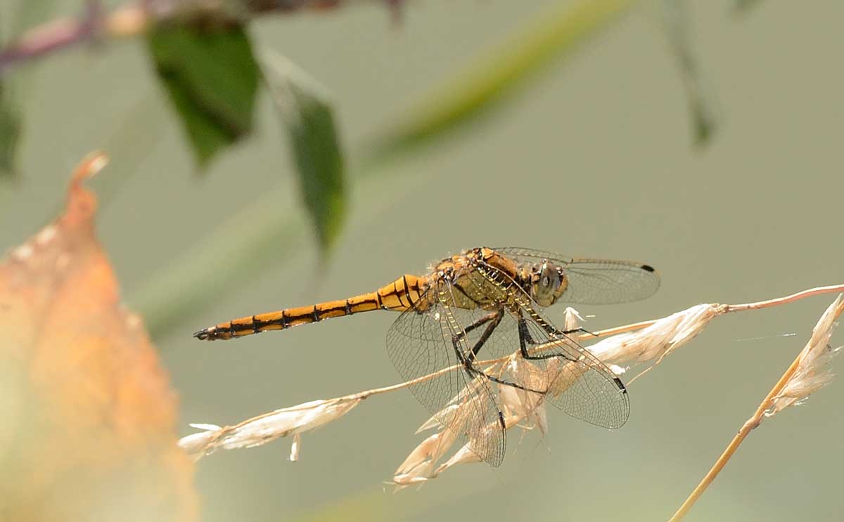 Orthetrum cancellatum,   maschio immaturo