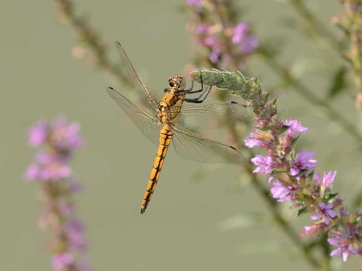 Orthetrum cancellatum,   maschio immaturo