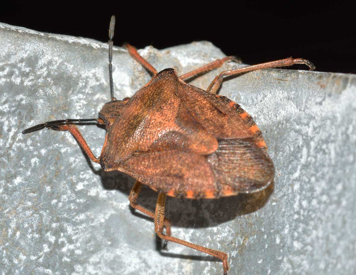 Pentatomidae: Carpocoris purpureipennis del Piemonte (NO)