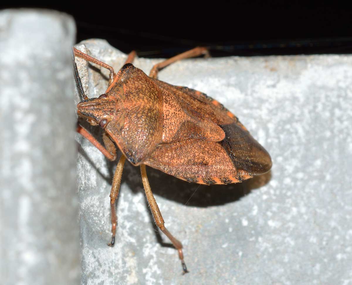 Pentatomidae: Carpocoris purpureipennis del Piemonte (NO)