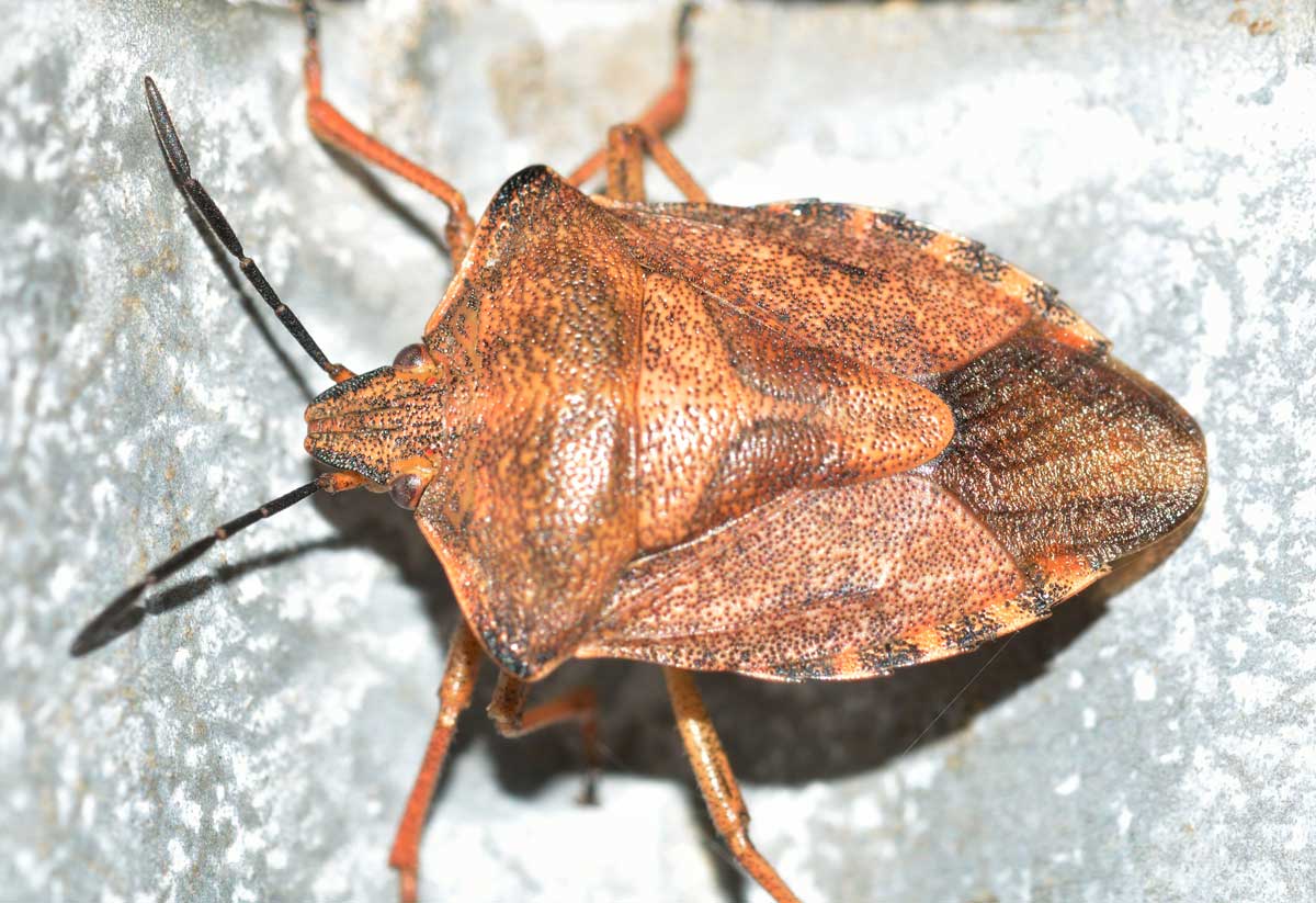 Pentatomidae: Carpocoris purpureipennis del Piemonte (NO)