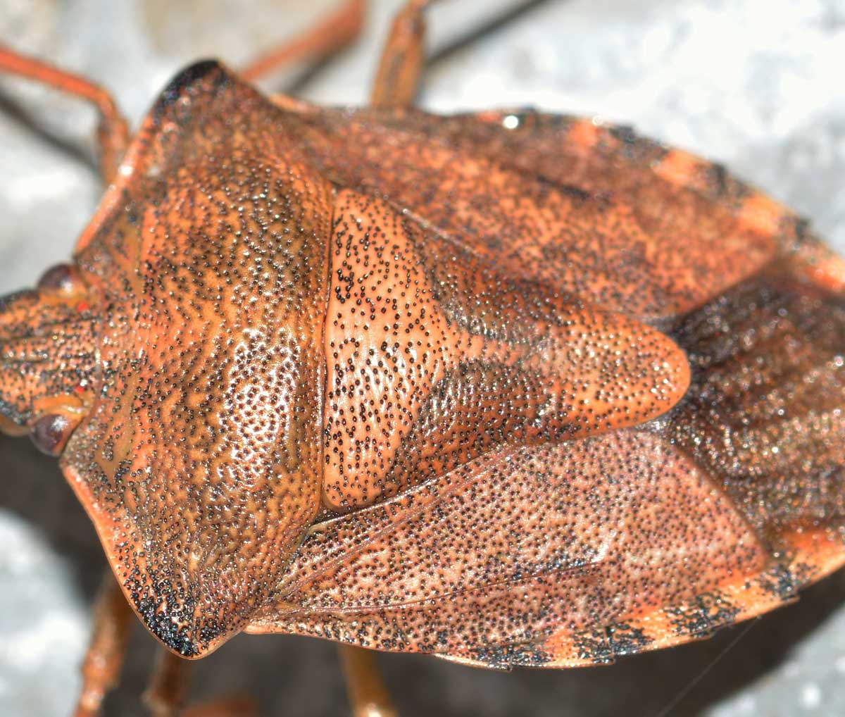 Pentatomidae: Carpocoris purpureipennis del Piemonte (NO)