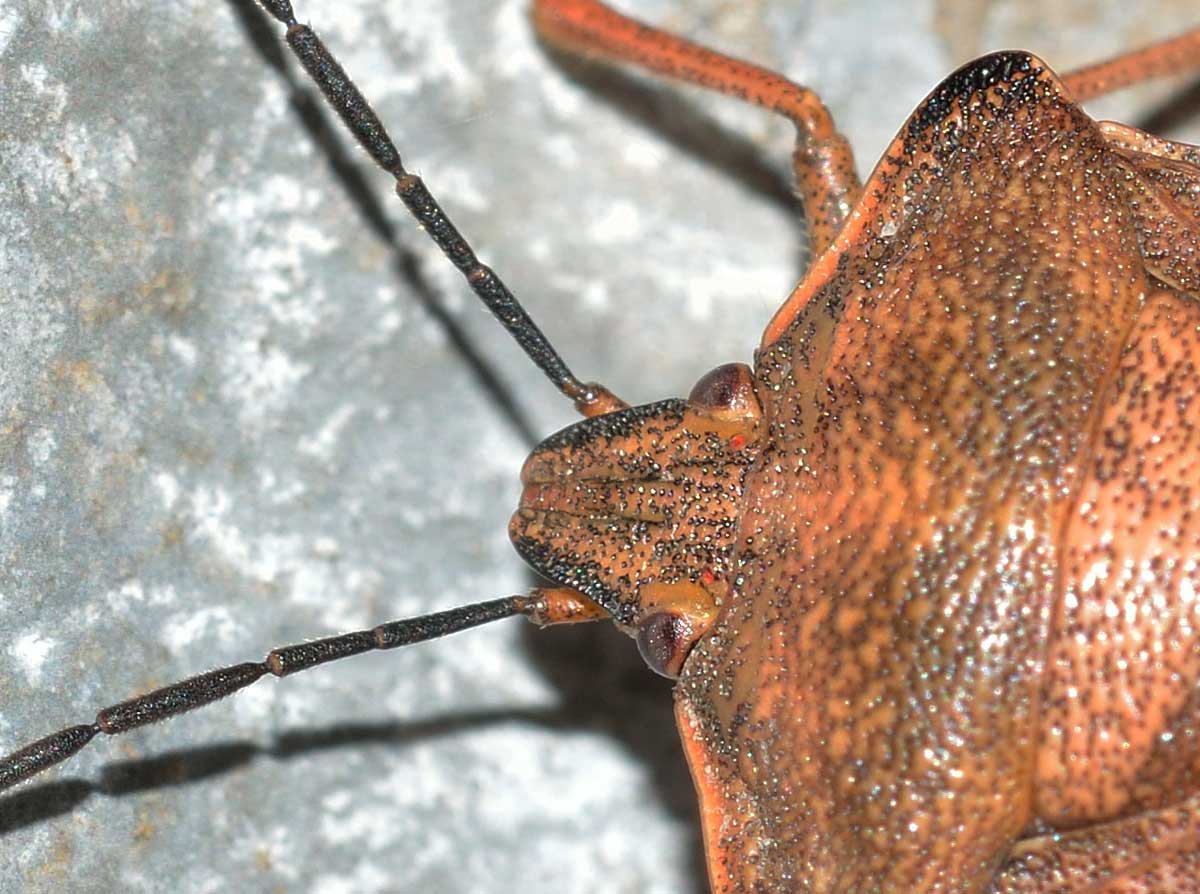 Pentatomidae: Carpocoris purpureipennis del Piemonte (NO)