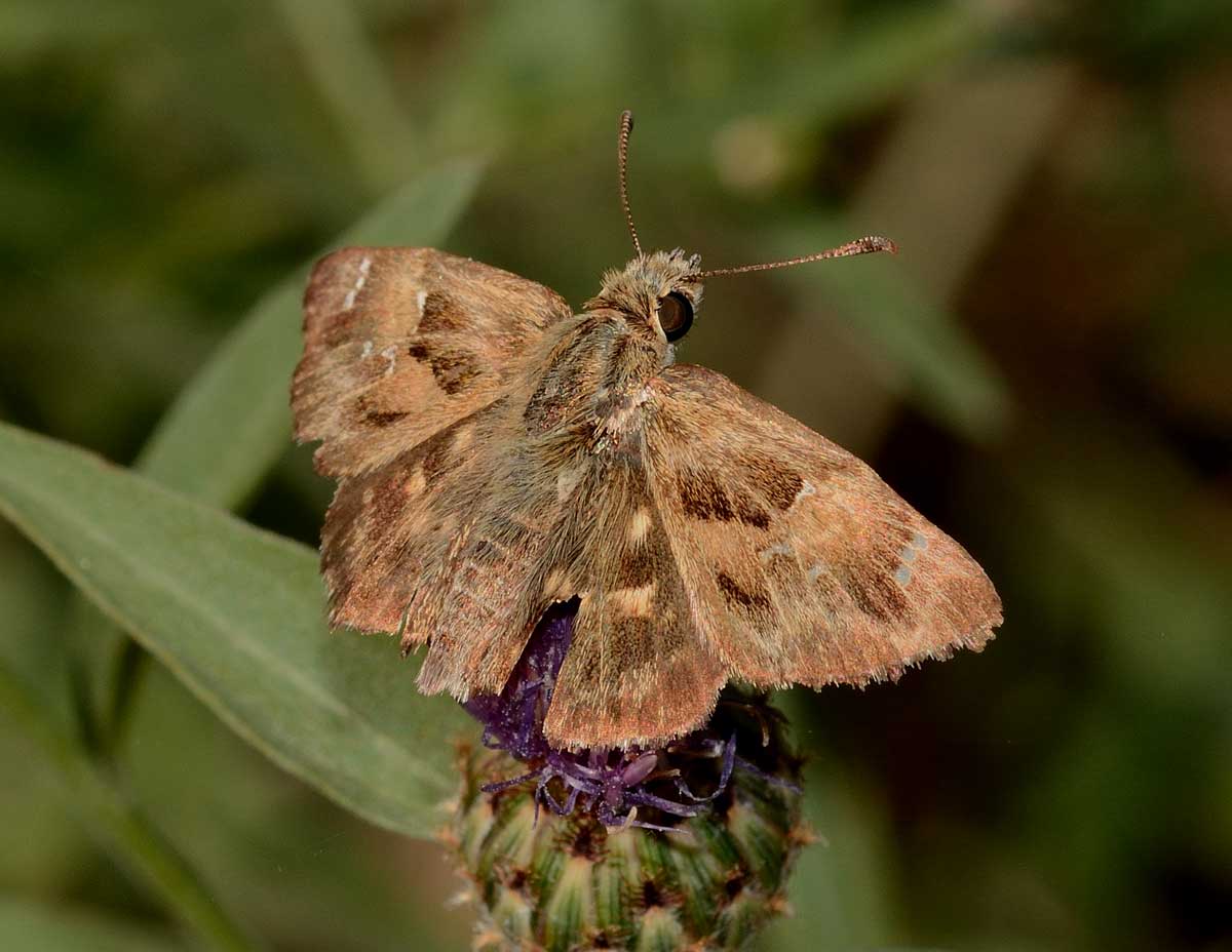 Da identificare - Carcharodus alceae