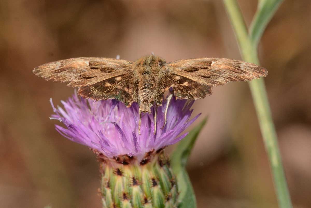 Da identificare - Carcharodus alceae