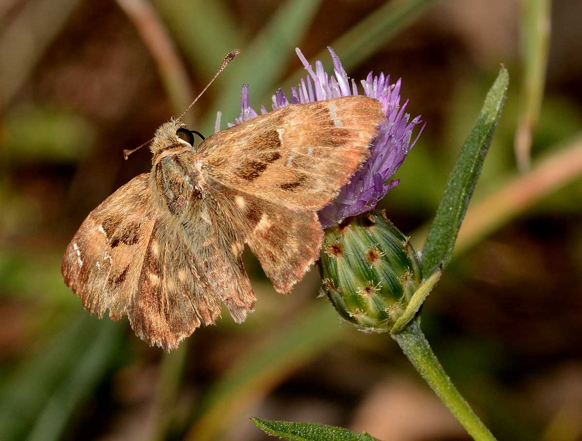 Da identificare - Carcharodus alceae