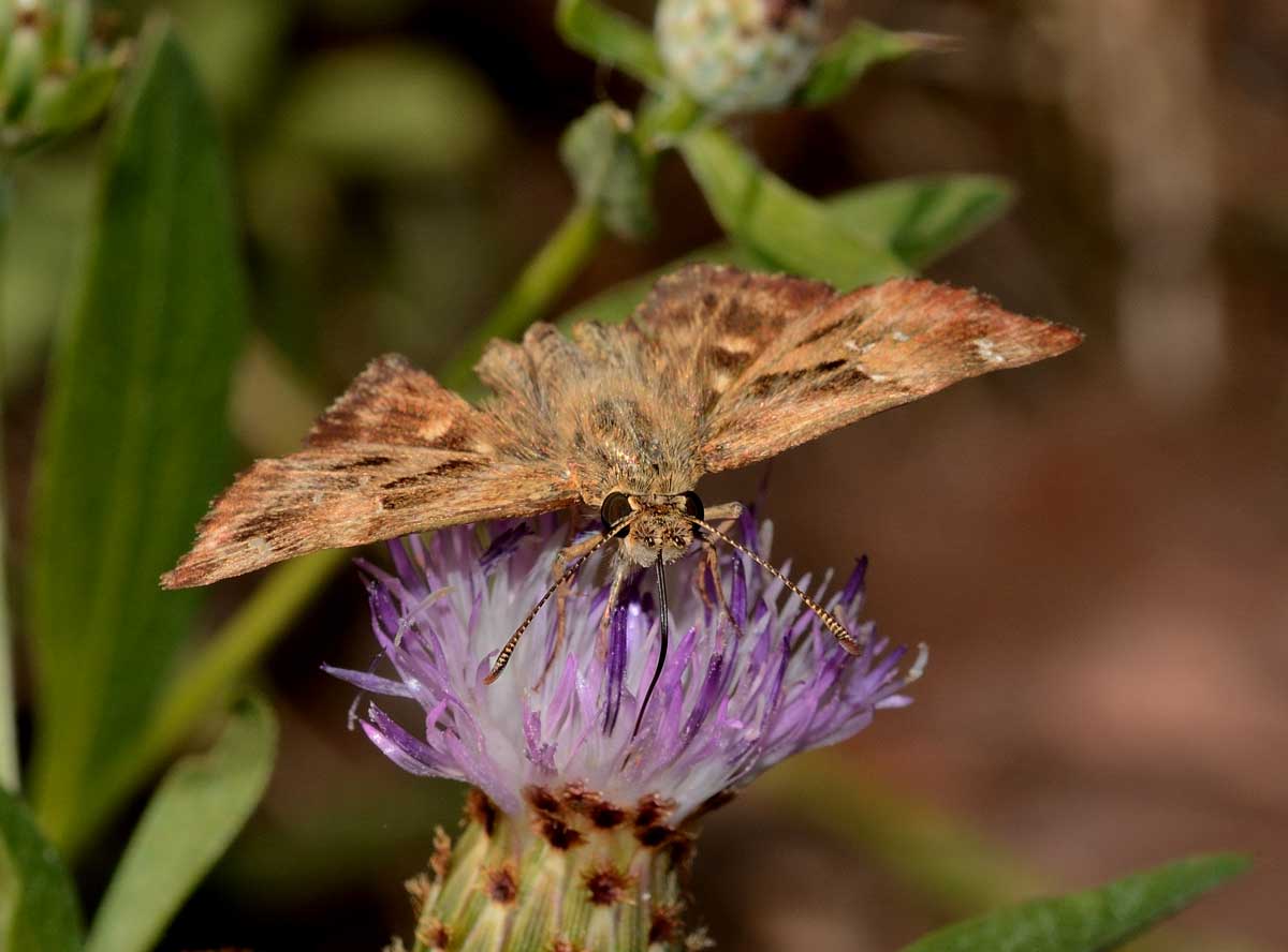 Da identificare - Carcharodus alceae