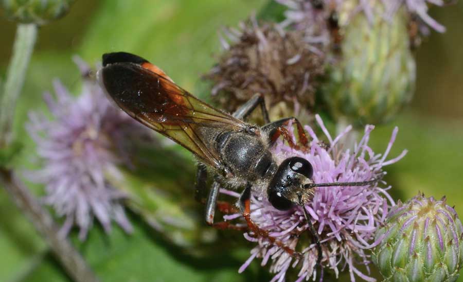 femmina di Sphex cfr funerarius