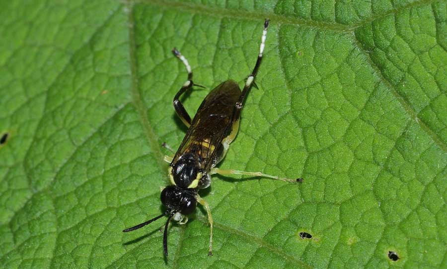 probabile Macrophya montana (Tenthredinidae)