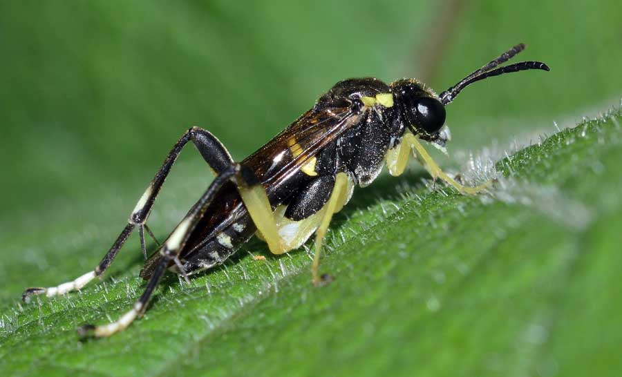 probabile Macrophya montana (Tenthredinidae)