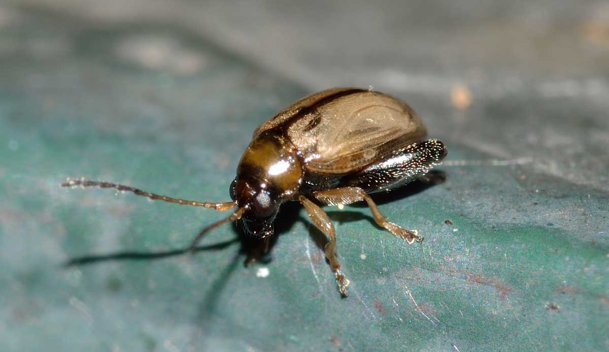 Longitarsus sp., Chrysomelidae