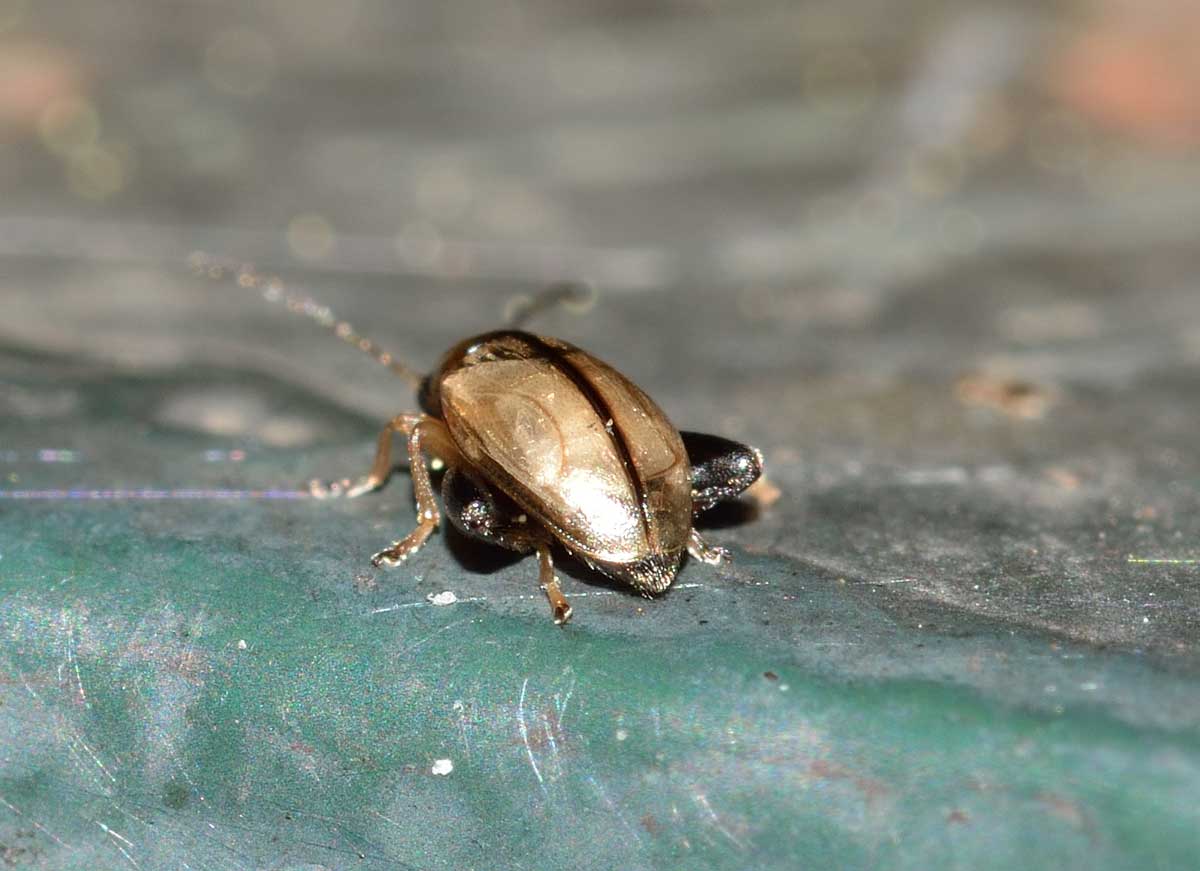 Longitarsus sp., Chrysomelidae