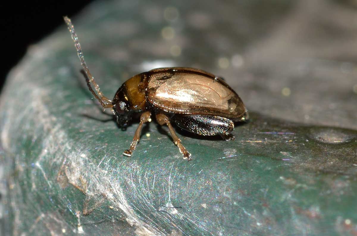 Longitarsus sp., Chrysomelidae